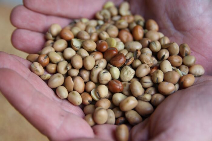 pasze GMO, pasze nonGMO, trzoda chlewna, drób, polskie białko, produkty białkowe, pasze dla zwierząt, groch, bobik