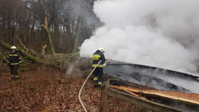 Jar Brynicy, Dąb Rzeczypospolitej, Nadleśnictwo Brodnica, RDLP w Toruniu