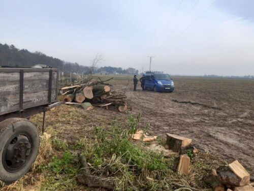 kradzież dębów, Nadleśnictwo Czerniejewo, gmina Środa Wielkopolska, Michał Sujak, straż leśna