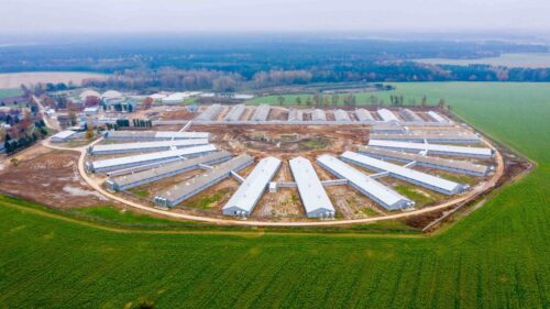 Agro Gobarto, Topigs Norsvin, trzoda chlewna, genetyka, loszki hodowlane, lochy, maciory, genomika, system InGene