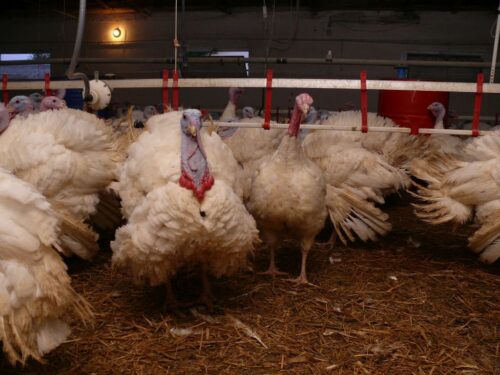 Starym Widzim, ptasia grypa, wielkopolska, powiat wolsztyński, wysoce zjadliwa grypa ptaków, wirus grypy ptaków h5n8
