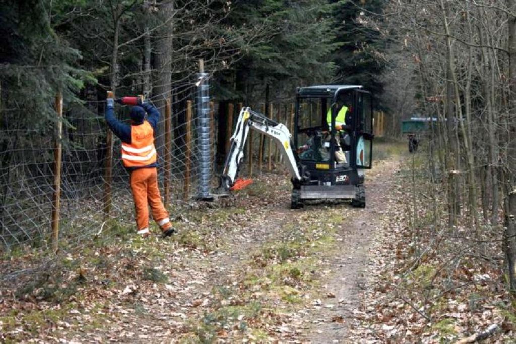 walka z asf w polsce, Nadleśnictwo Starachowice, Nadleśnictwa Ostrowiec Świętokrzyski