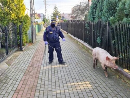 produkcja trzody chlewnej, ceny świń, opłacalność produkcji