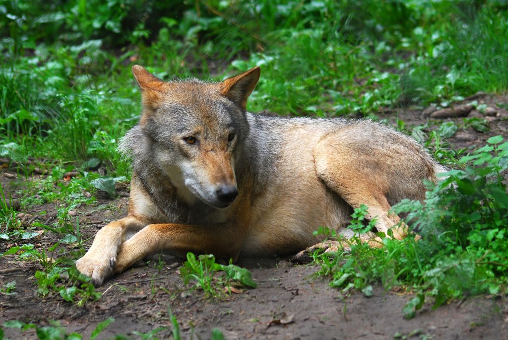 wilk, ataki wilków, zwierzęta hodowlane, bydło, Henryk Toryfter
