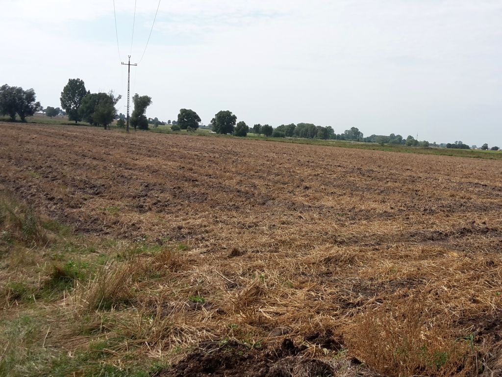 ziemia, grunty rolne, dzierżawa, stawki czynszu, KOWR, ustawa o kształtowaniu ustroju rolnego