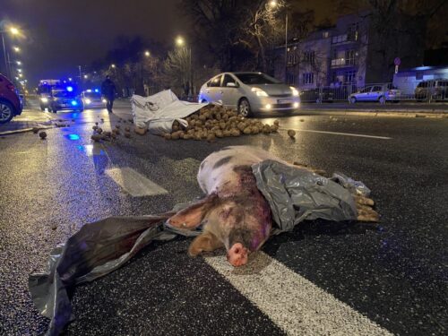 protest rolników w warszawie, agrounia, strajk rolników, michał kołodziejczak