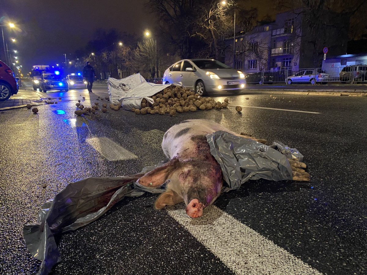 protest rolników w warszawie, agrounia, strajk rolników, michał kołodziejczak