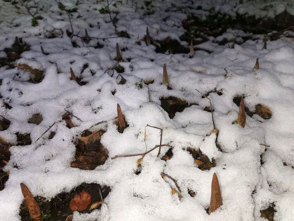 talerzowy agregat uprawowy, brona talerzowa, Pöttinger, Amazone, Lemken
