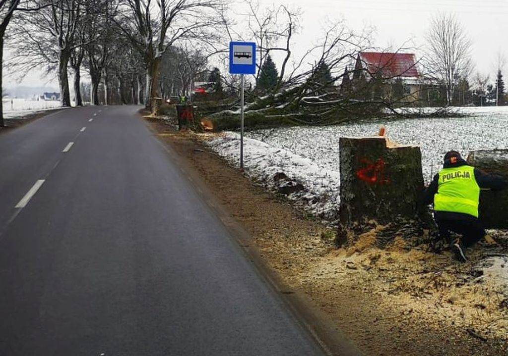 podcinanie drzew przy drogach, pomorskie, OSP