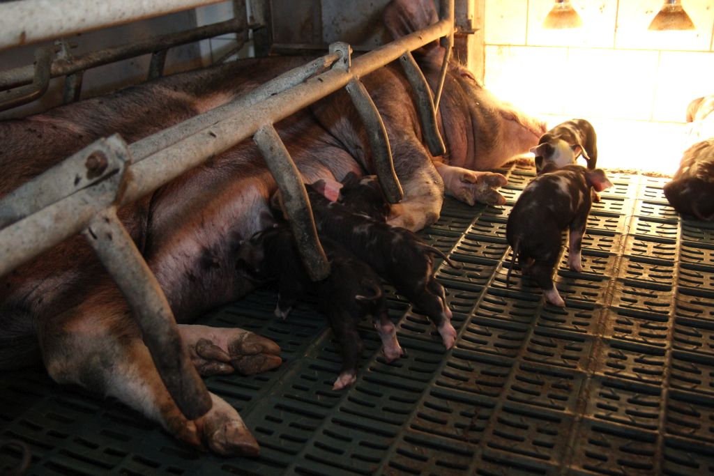 świnie rasy puławskiej, maciory, loszki, warchlaki, tuczniki, polskie białko, groch, bobik, nonGMO, knur