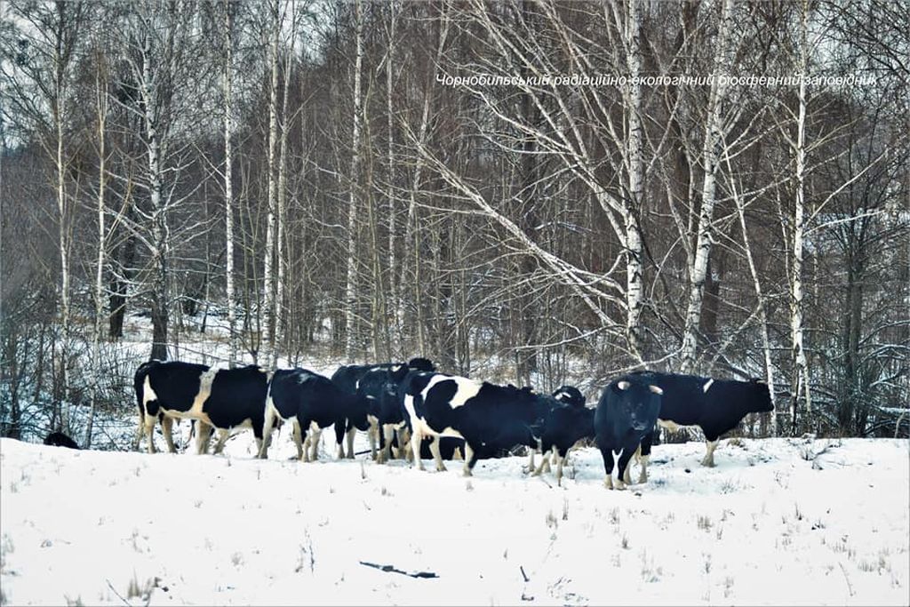 korowy pogłowie obora