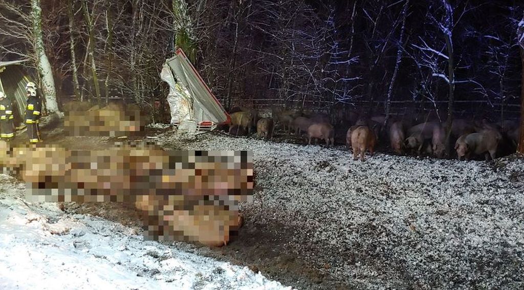 Instytut Ekonomiki Rolnictwa i Gospodarki Żywnościowej, poglowie świń w polsce, trzoda chlewna
