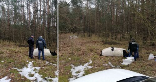 atak byka, gmina Strzegowo, Anna Pawłowska, leśniczy zastrzelił byka