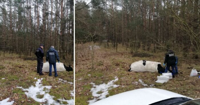 atak byka, gmina Strzegowo, Anna Pawłowska, leśniczy zastrzelił byka