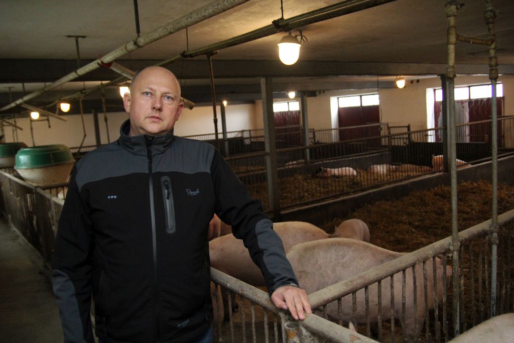 tuczniki, produkcja tuczników, cykl otwarty, warchlaki, trzoda chlewna, polskie białko, śruta rzepakowa, ziarno soi