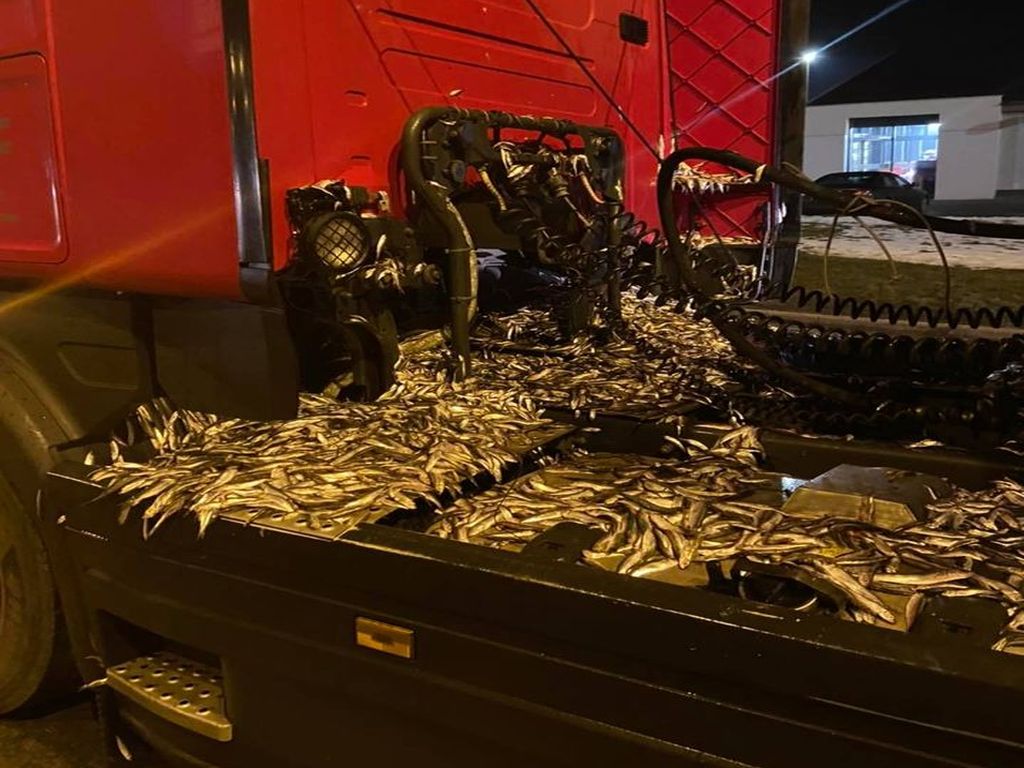 ryby