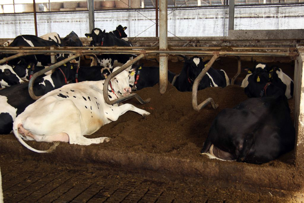 Zdrowe Wymię, higiena udojowa, strzyk, wymię, mastitis, środowisko, legowisko, dój, korytarz przepędowy, bakterie