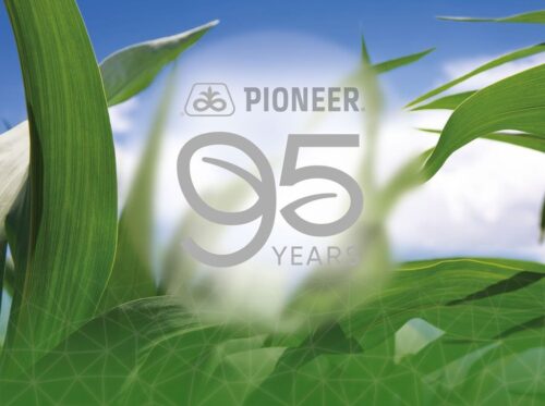 Pioneer®, Corteva Agriscience, kukurydza, firma nasienna, nasiona, odmiany mieszańcowe, rolnictwo
