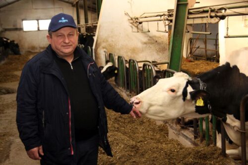 hodowca bydła, krowy mleczne, wóz paszowy, Alima-Bis, produkcja mleka, TMR, jałówki, cielęta, buhajki, białko, kukurydza