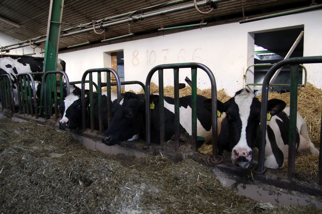 hodowca bydła, krowy mleczne, wóz paszowy, Alima-Bis, produkcja mleka, TMR, jałówki, cielęta, buhajki, białko, kukurydza