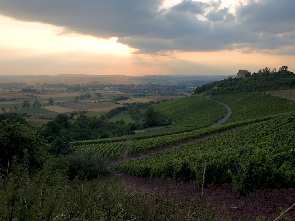 winnice we francji, winorośle, produkcja wina, Julien Denormandie, związek winiarzy Cniv