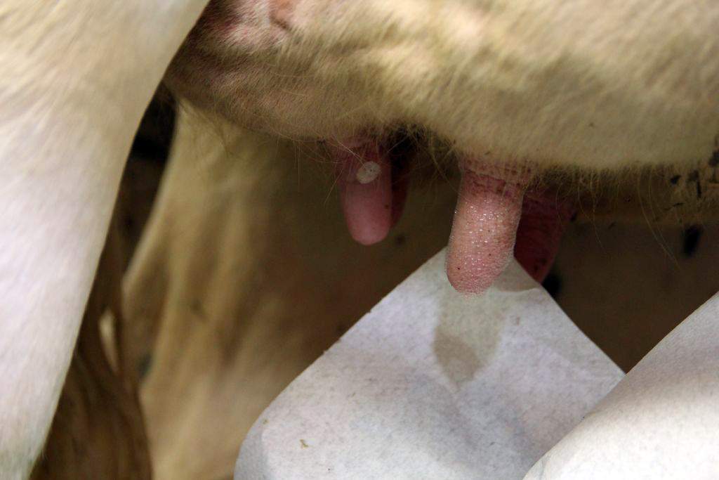 krowy mleczne, zdrowe wymię, gruczoł mlekowy, terapia DC, antybiotyki, zasuszenie, mastitis, czop dowymieniowy, mleko