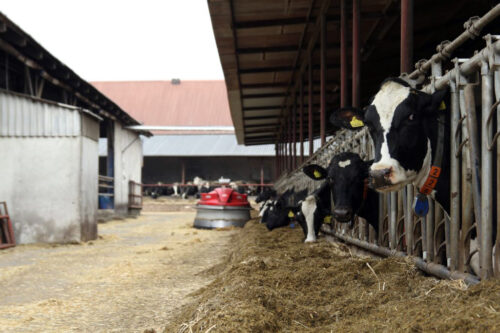mastitis, zapalenie wymienia, Phibro, higiena przedudojowa, higiena poudowjowa, wymię, strzyki, dipping, piana