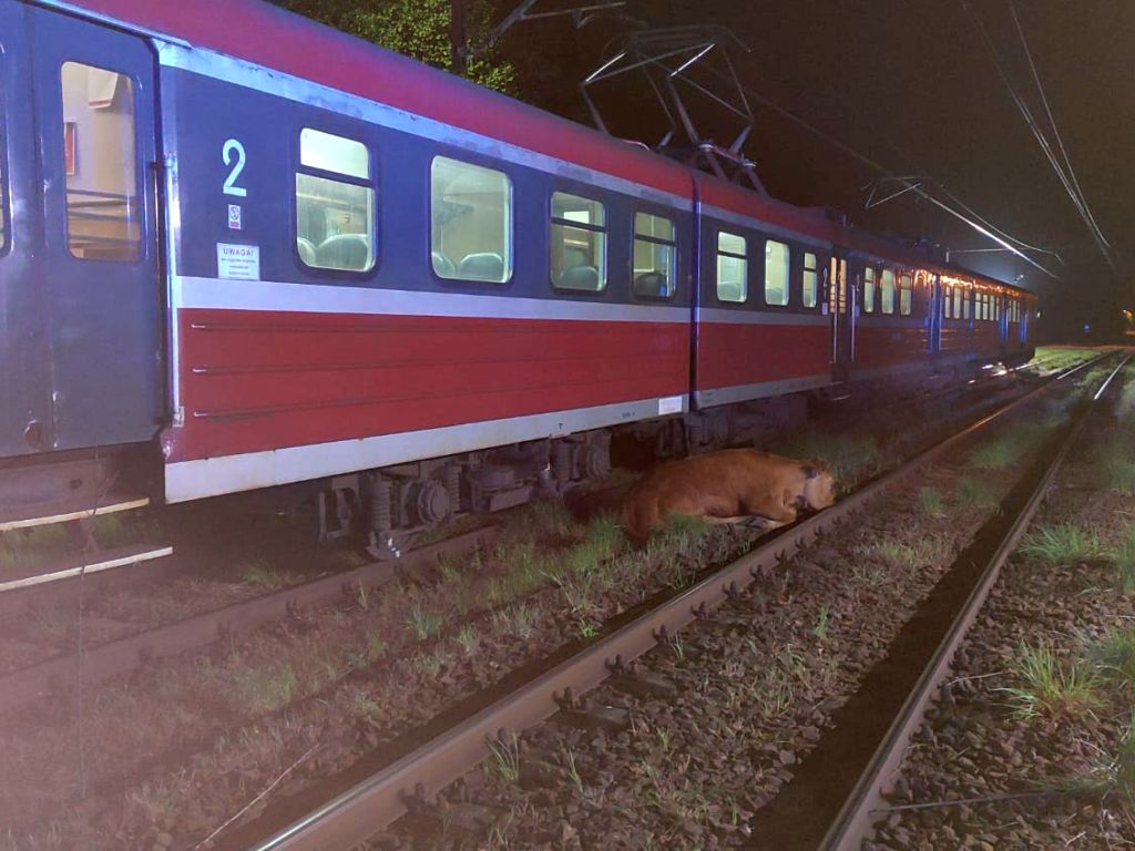 krowy pod pociągiem, bierutów, KP PSP Oleśnica, lekarz weterynarii