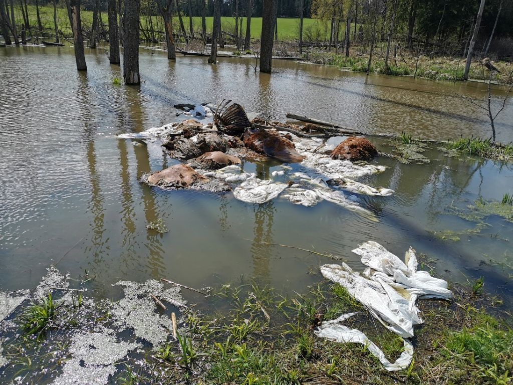 truchła bydła w lesie, Nadleśnictwo Bartoszyce, Adam Pietrzak, Lasy Państwowe