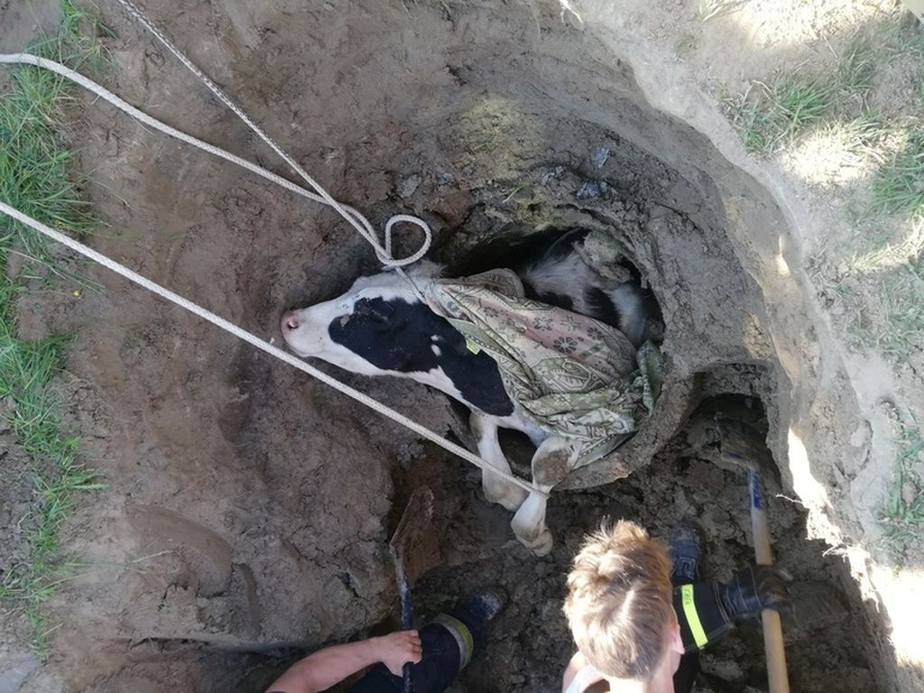 byk w studni, Wilczęta , powiat  braniewski, KP PSP Braniewo
