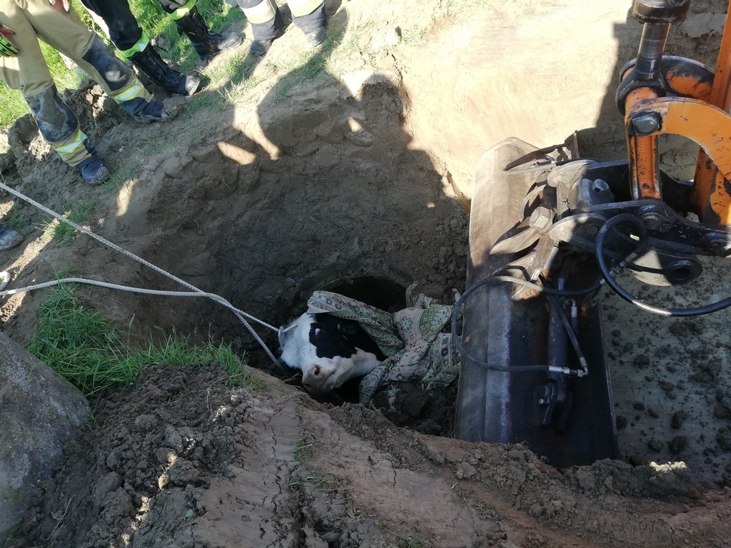 byk w studni, Wilczęta , powiat  braniewski, KP PSP Braniewo