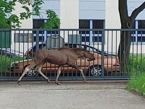 łosie w Krakowie, Straż Miejska w Krakowie, Czerwony Prądnik, dzikie zwierzęta w mieście