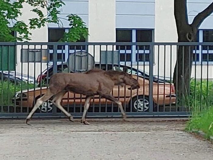 łosie w Krakowie, Straż Miejska w Krakowie, Czerwony Prądnik, dzikie zwierzęta w mieście