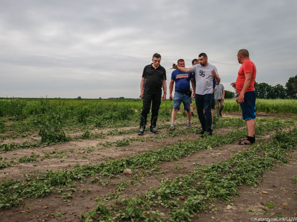 straty w uprawach, Lech Sprawka, Opole Lubelskie, Szczepan Goławskii