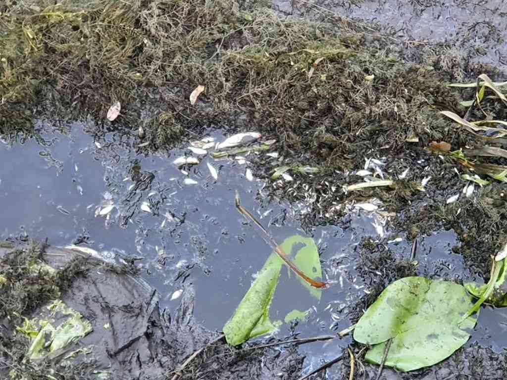 rzeka, katastrofa ekologiczna, głomia, krajenka