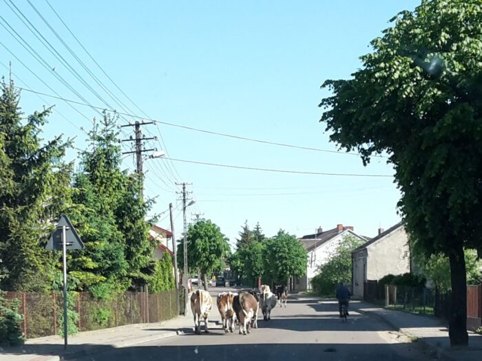 Bytrze, hodowla bydła, kary dla rolnika, wypas krów