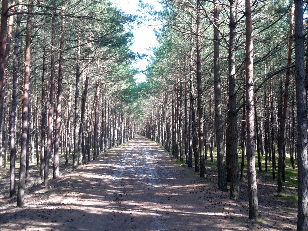 las, ściółka, pożary lasów, susza