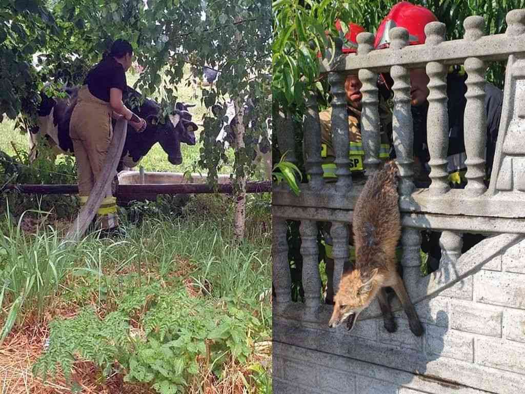 strażacy, osp, pomoc zwierzętom