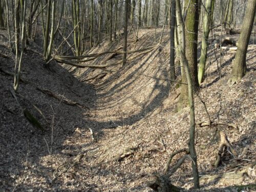 Puszcza Białowieska, kornik drukarz, Lasy Państowe, ministerstwo środowiska, drewno
