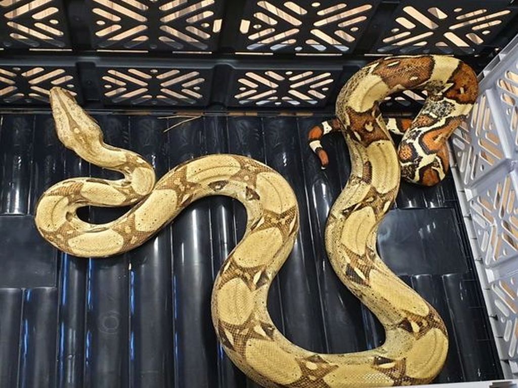boa w lesie, Załęcze, powiat rawicki, Ariel Bujak, KPP w Górze