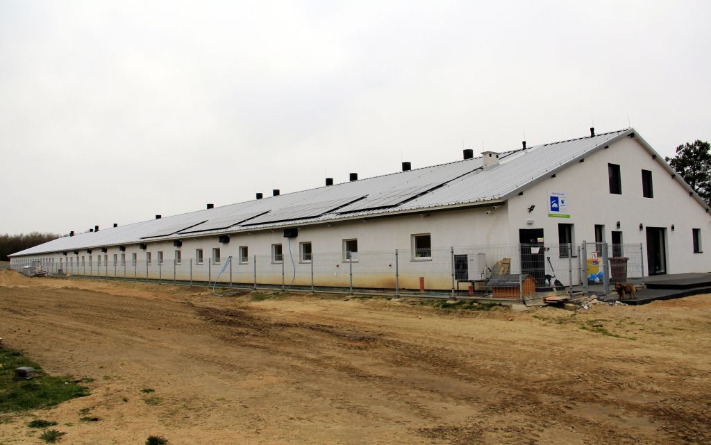 dynamiczny kojec dla loch, stacje żywienia dla trzody chlewnej, bramki selekcyjne,