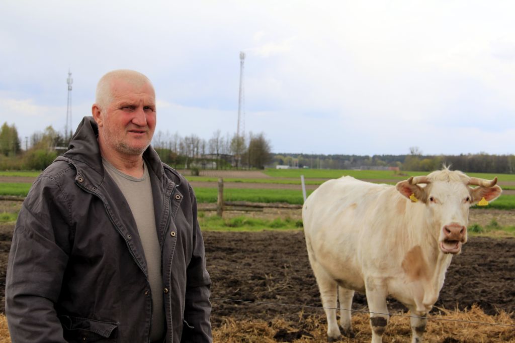 bydło mięsne, namiot cyrkowy, hodowla ras mięsnych, charolaise, salers,