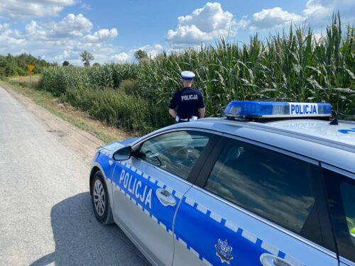źrebak na drodze, Edyta Żur, gmina Wilków, powiat opolski