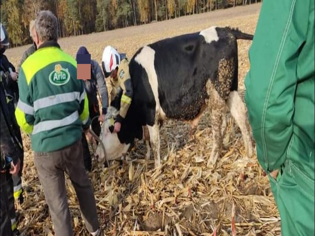 byk uciekł z gospodarstwa, Wyborów, powiat łowicki, chąśno