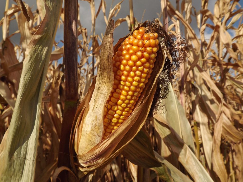 Dzień Kukurydzy w Bzite, Mikołaj Szumański, Farmsaat, Konrad Piróg, powiat krasnystawski