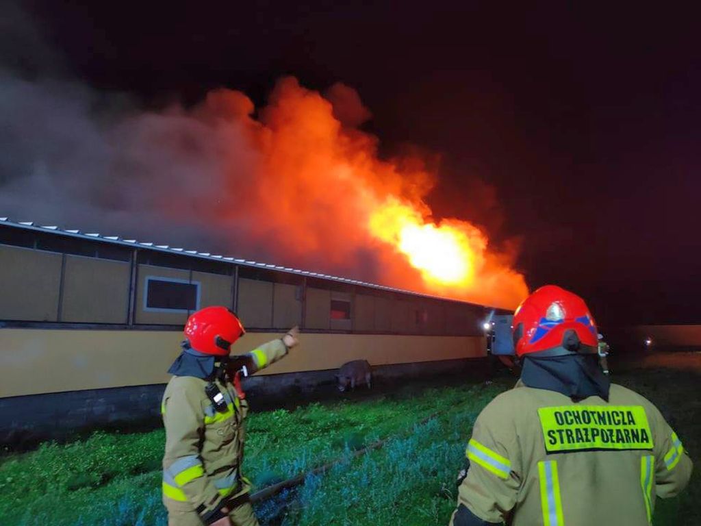 pożar chlewni, Bara, powiat gryfiński, hodowla trzody chlewnej