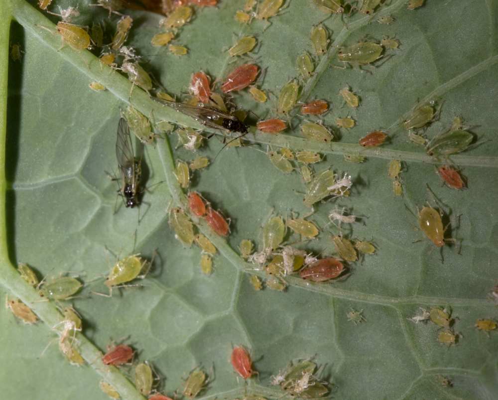 mszyca brzoskwiniowa