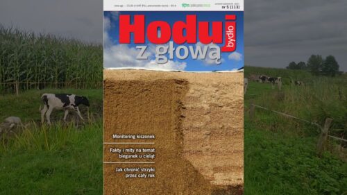 Hoduj z Głową Bydło, bydło mleczne, bydło mięsne, krowy mleczne, mamki, cielęta, jałówki, buhaje, opasy, żywienie bydła