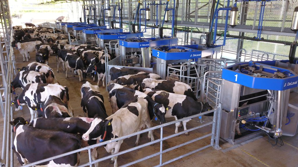 VMS Batch, DeLaval, VMS V300, krowy mleczne, robot udojowy, automatyczny dój, producenci mleka, hodowcy bydła