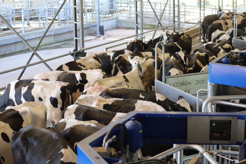 VMS Batch, DeLaval, VMS V300, krowy mleczne, robot udojowy, automatyczny dój, producenci mleka, hodowcy bydła